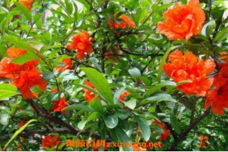 ʯ����ô��ֳ ʯ�񻨵���ֳ����