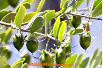 �ɺɰ��͵Ĺ�Ч������ �ɺɰ��͵�ʹ�ý���