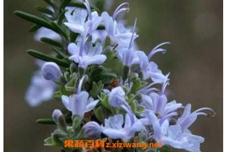 �Ե���Ĺ�Ч������ �Ե�����Լ�����