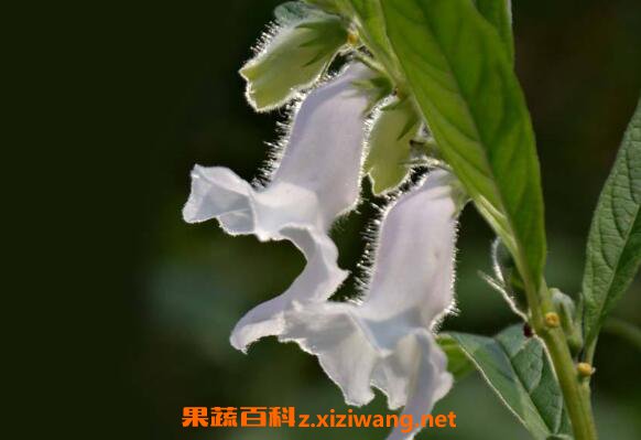 ֥�黨�����湦Ч