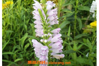 ��֥�黨�Ĺ�Ч������
