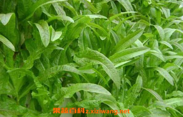 莴笋怎么种植 莴笋的种植时间和方法