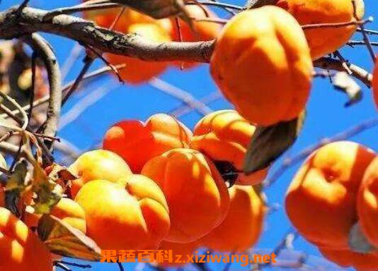 ���Ӳ��ܺ�ʲôһ��� ���ӵ�ʳ�ý���
