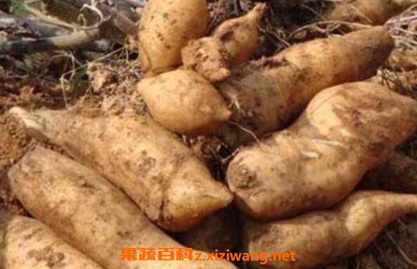 ѩ����ʲô�˲��ܳ� Ů����ѩ�����Ļ���