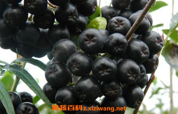 Ұӣݮ�����صĹ�Ч������