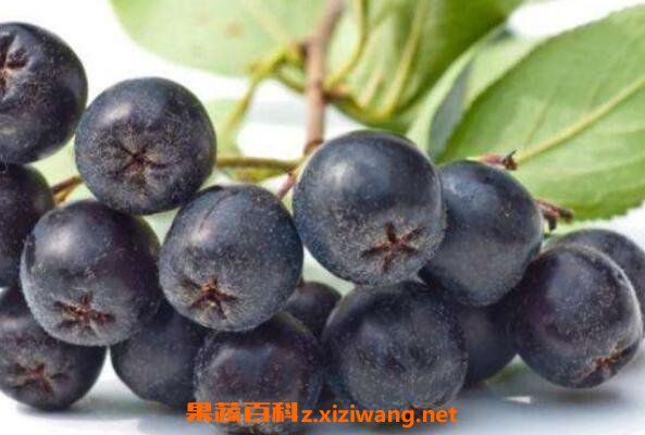 Ұӣݮ�����صĹ�Ч������