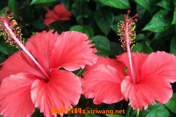  ��ɣ����ô��ֳ ��ɣ������ֳ������ע������