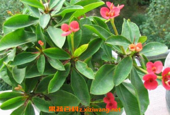 ��÷��ô��ֳ ��÷����ֳ������ע������