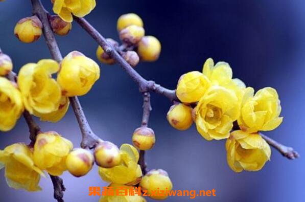 腊梅花怎么养殖 盆栽腊梅花的养殖方法 腊梅盆栽用什么土
