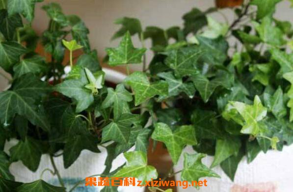 ��������ô��ֳ �����ٵ���ֳ����