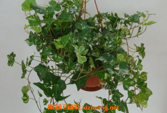 ��������ô��ֳ �����ٵ���ֳ����