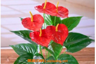 ������ô�� ���Ƶ���ֳ������ע������