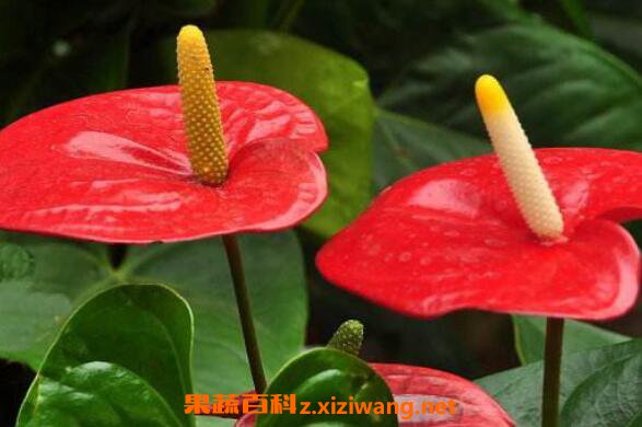  �����ô��ֳ ��׵���ֳ����