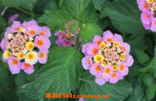 ��ɫ÷����ֳ������ע������