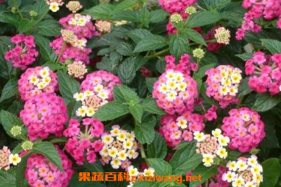 ��ɫ÷����ֳ������ע������