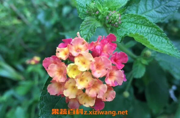 ���÷����ֳ������ע������ ���÷�ж���