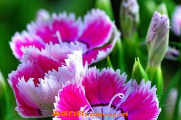 ���ʯ��������ô�� ���ʯ��������ֲ����