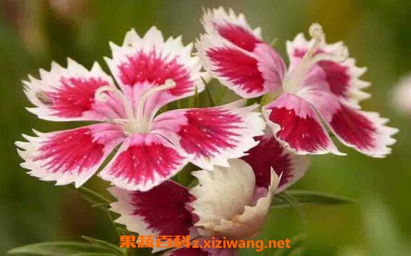 ���ʯ��������ô�� ���ʯ��������ֲ����