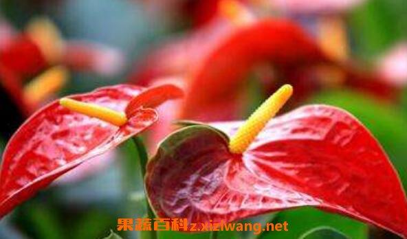 ���滨��ô�� ���滨����ֳ������ע������