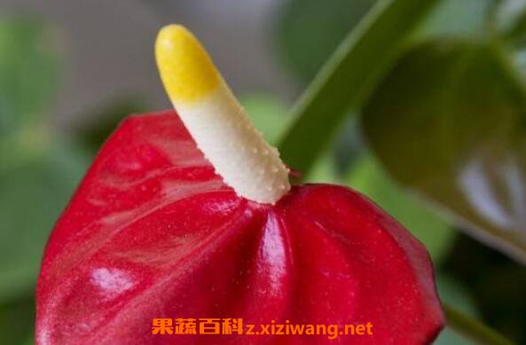 ���滨��ô�� ���滨����ֳ������ע������