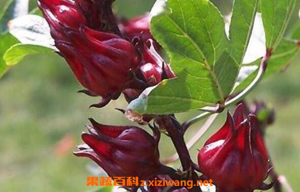 ���񻨵Ĺ�Ч����������Щ