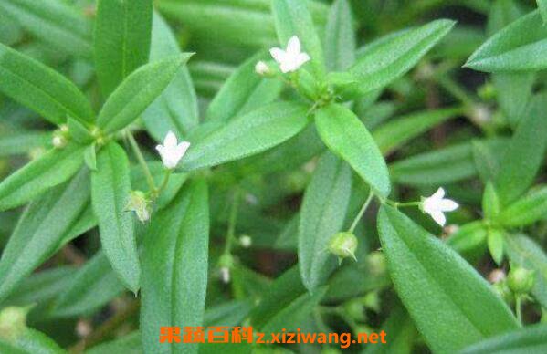 白花蛇舌草的功效与作用有哪些 中药知识 做法 功效与作用 营养价值www Asqxzs Com 白花蛇舌草的功效与作用有哪些 中药知识 做法 功效与作用 营养价值www Asqxzs Com