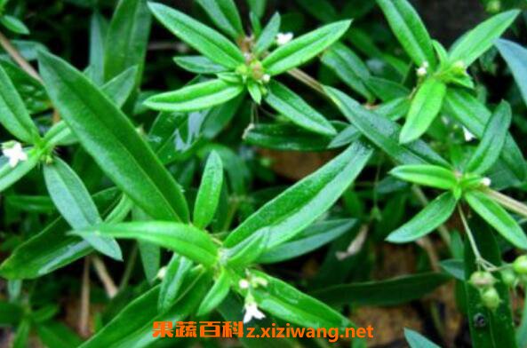 白花蛇舌草的功效与作用有哪些 中药知识 做法 功效与作用 营养价值www Asqxzs Com