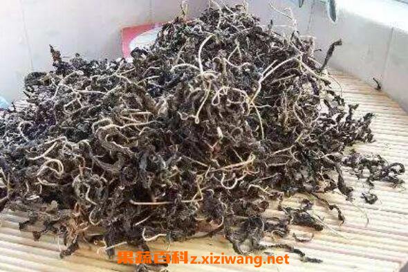 ��֥��Ҷ�Ĺ�Ч������