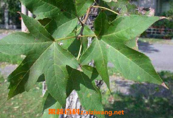  ������Ҷ�Ĺ�Ч������ ������Ҷ��ҩ�ü�ֵ