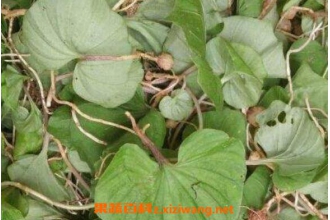 ������Ĺ�Ч�����ü�ʳ�÷���