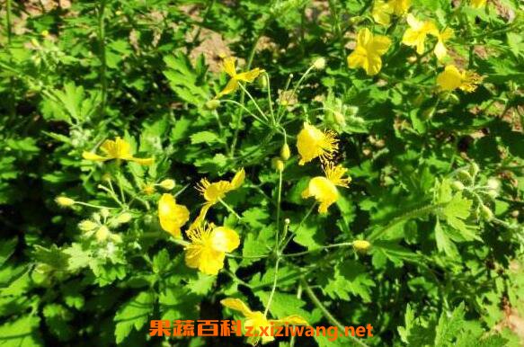 �����˵Ĺ�Ч������ �����˵�ҩ�ü�ֵ