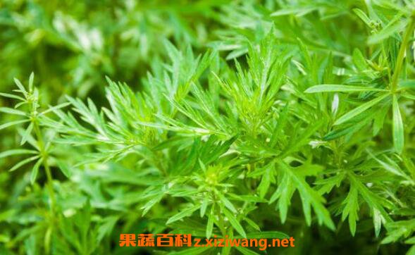 �ƻ���Ĺ�Ч�����ü�ҩ�ü�ֵ