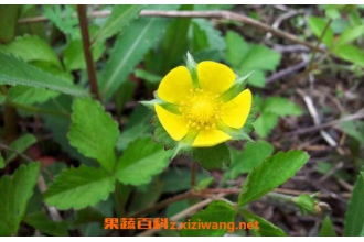 ί��˵Ĺ�Ч������ ί��˵�ʳ�ý���