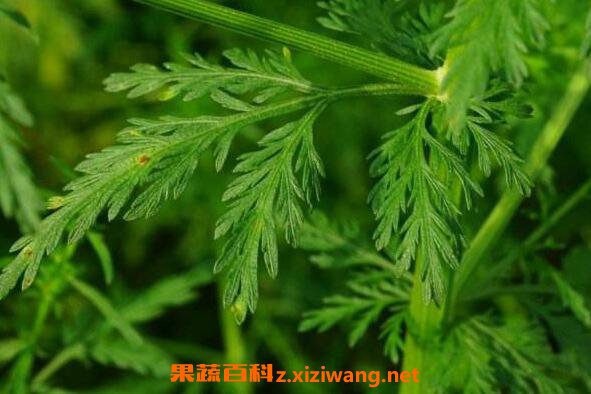 �ƻ���Ĺ�Ч������ �ƻ����ʹ�ý���