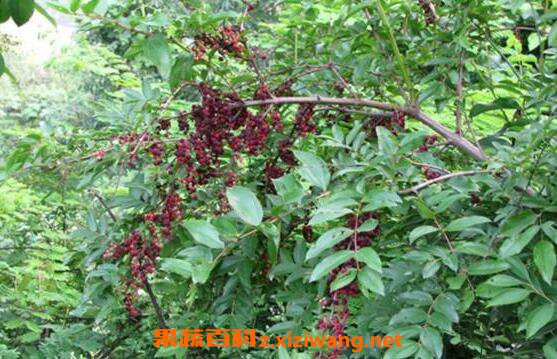  ��ɣҶ�Ĺ�Ч�������Լ�ҩ�ü�ֵ