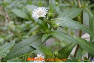 ī�����Ĺ�Ч�����ü�ҩ�ü�ֵ