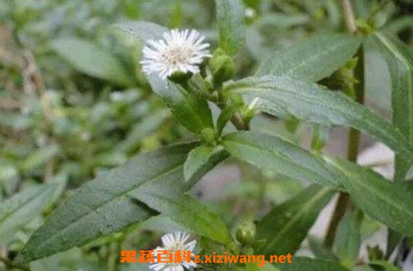 ī�����Ĺ�Ч�����ü�ҩ�ü�ֵ