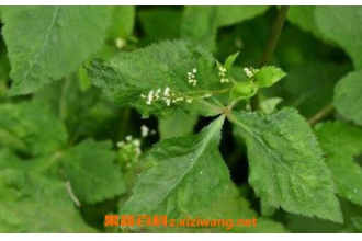 Ѽ������ô�� Ѽ���۵ļҳ����� Ѽ�����������