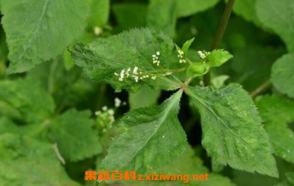 Ѽ������ô�� Ѽ���۵ļҳ����� Ѽ�����������