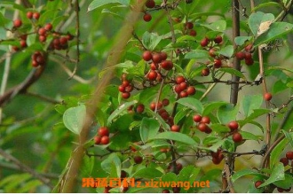 ���ֵĹ�Ч������