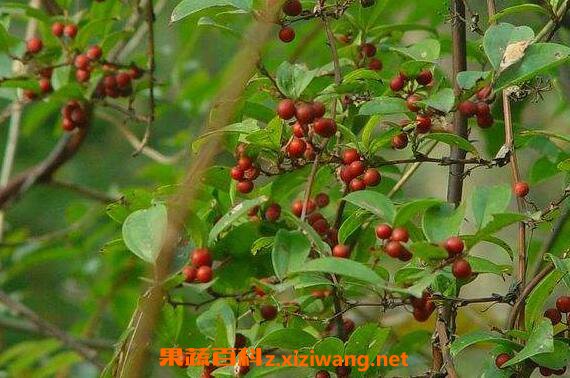 ���ֵĹ�Ч������