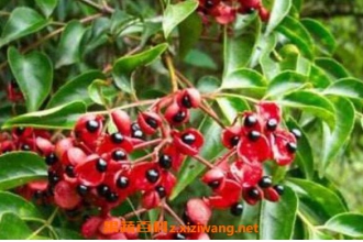 Ұѻ���Ĺ�Ч�����ü�ҩ�ü�ֵ