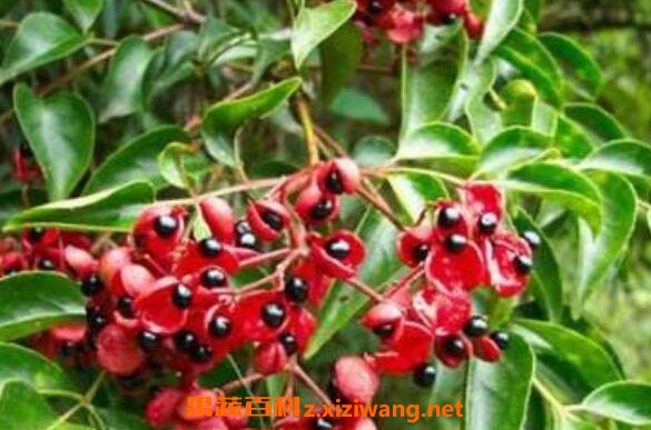 Ұѻ���Ĺ�Ч�����ü�ҩ�ü�ֵ