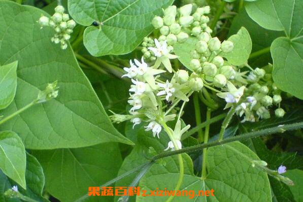 ţƤ���Ĺ�Ч������