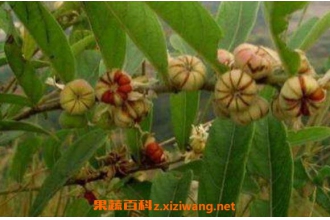 �����Ӹ��Ĺ�Ч���÷� �����Ӹ��ĸ�����