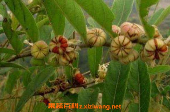 �����Ӹ��Ĺ�Ч���÷� �����Ӹ��ĸ�����