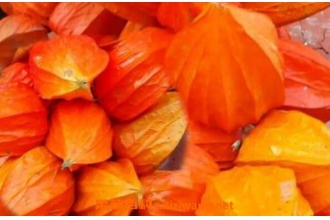 �����ĸ����� �����Ƥ��ˮ�мǽ���