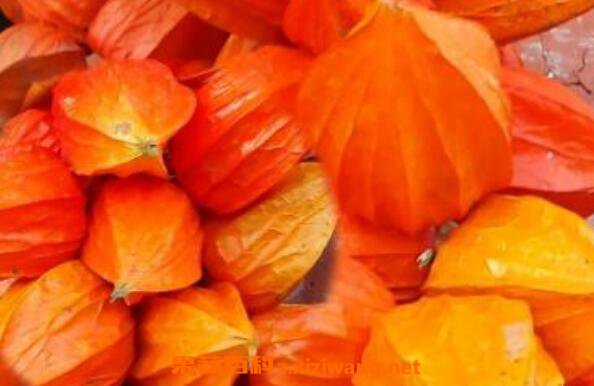 �����ĸ����� �����Ƥ��ˮ�мǽ���