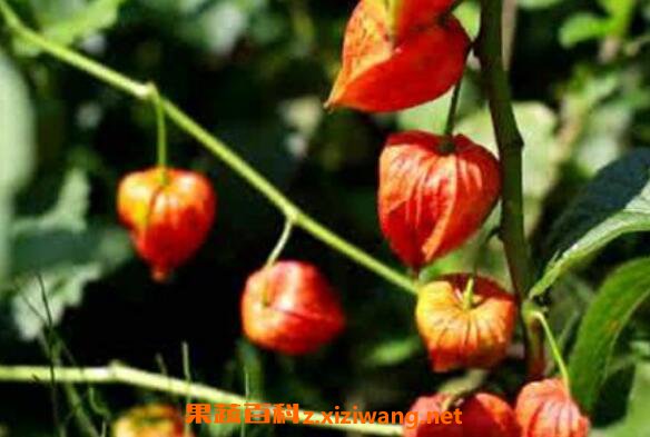 �������ô�� �����һ��Լ���