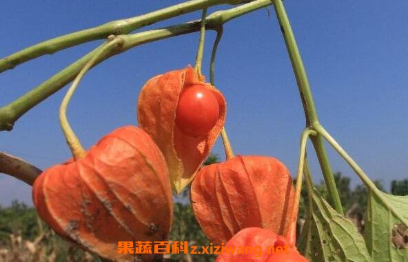 �������ô�� �����һ��Լ���